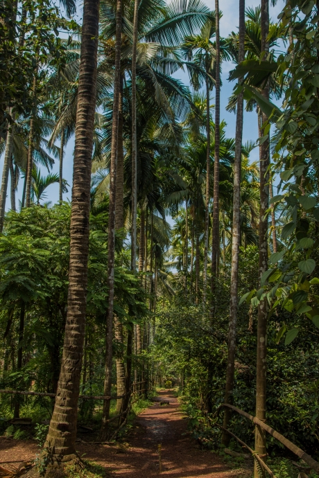 The Role of Trees in Goan Homes
